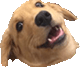 Wowee Slack reaction